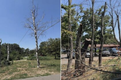 de ce mor copacii in parcul herastrau unde peste 1 100 de pomi se usuca pe picioare alpab da vina pe schimbarile climatice bucurestenii se tem de o boala 68a48ab8ae5cc