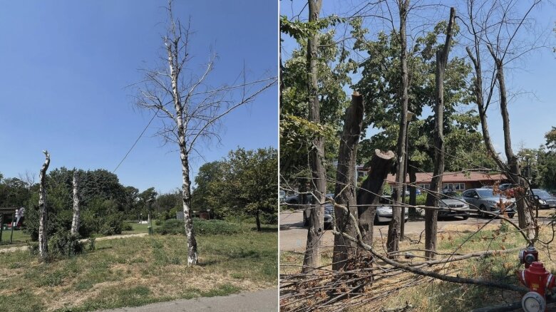 de ce mor copacii in parcul herastrau unde peste 1 100 de pomi se usuca pe picioare alpab da vina pe schimbarile climatice bucurestenii se tem de o boala 68a48ab8ae5cc