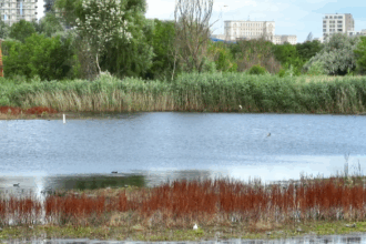 invitatie la momente intense si delicate in inima naturii urbane spectacolul chirighitelor din parcul vacaresti video 689c58ba97d6b