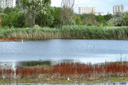 invitatie la momente intense si delicate in inima naturii urbane spectacolul chirighitelor din parcul vacaresti video 689c58ba97d6b
