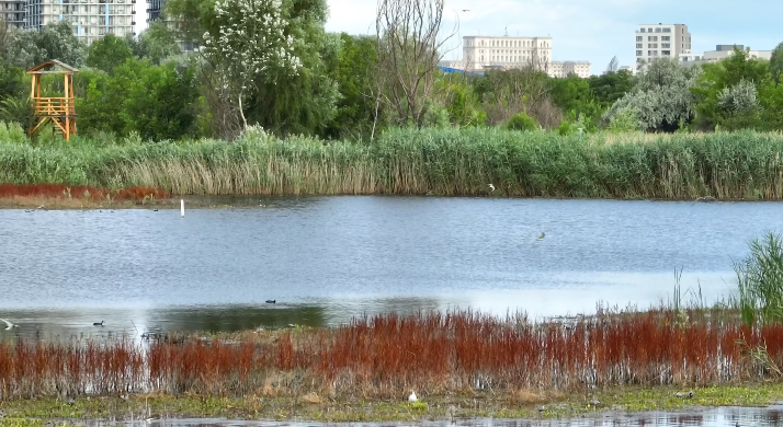 invitatie la momente intense si delicate in inima naturii urbane spectacolul chirighitelor din parcul vacaresti video 689c58ba97d6b