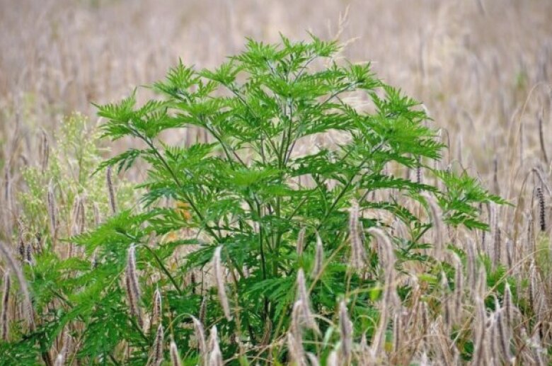 lupta cu ambrozia continua verificari pe teren in sectorul 3 68aec6624f091 1