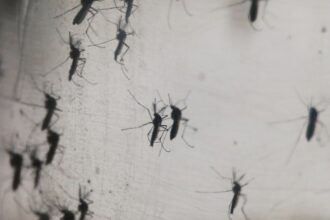 pericolul adus de canicula in europa numar record de cazuri de boli transmise de tantari care sunt tarile cele mai afectate 68a5dcad00a0f