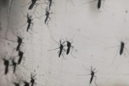 pericolul adus de canicula in europa numar record de cazuri de boli transmise de tantari care sunt tarile cele mai afectate 68a5dcad00a0f