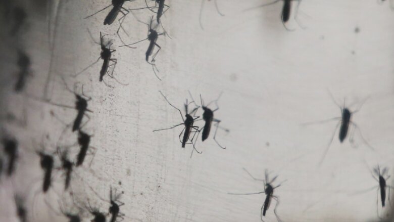 pericolul adus de canicula in europa numar record de cazuri de boli transmise de tantari care sunt tarile cele mai afectate 68a5dcad00a0f