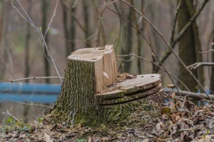 peste o mie de arbori sunt complet uscati in parcul regele mihai i 68a56d3f02e9a