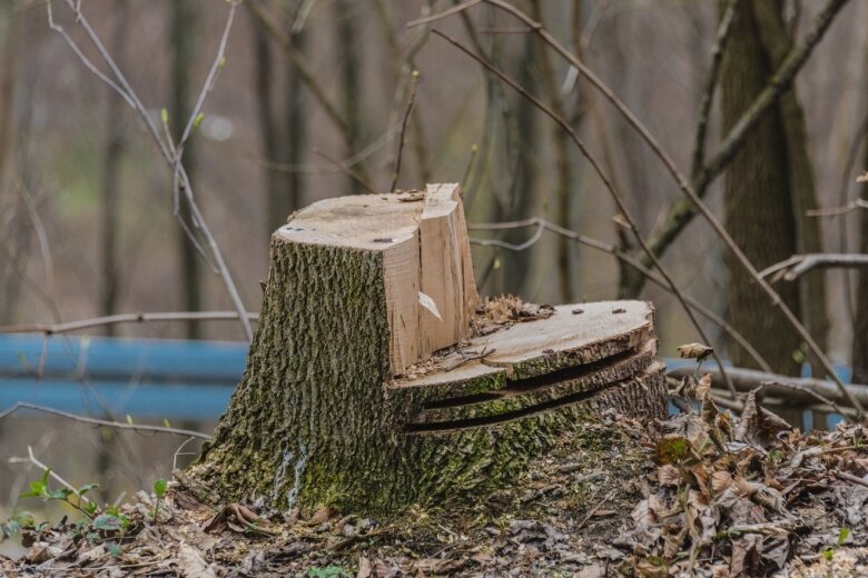 peste o mie de arbori sunt complet uscati in parcul regele mihai i 68a56d3f02e9a