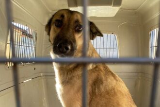 protectia animalelor cj ilfov si olx alaturi de autoritati combat comertul ilegal de animale din online 68a807c626b03