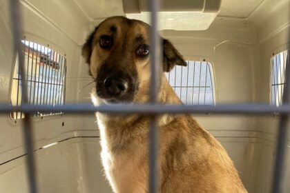 protectia animalelor cj ilfov si olx alaturi de autoritati combat comertul ilegal de animale din online 68a807c626b03