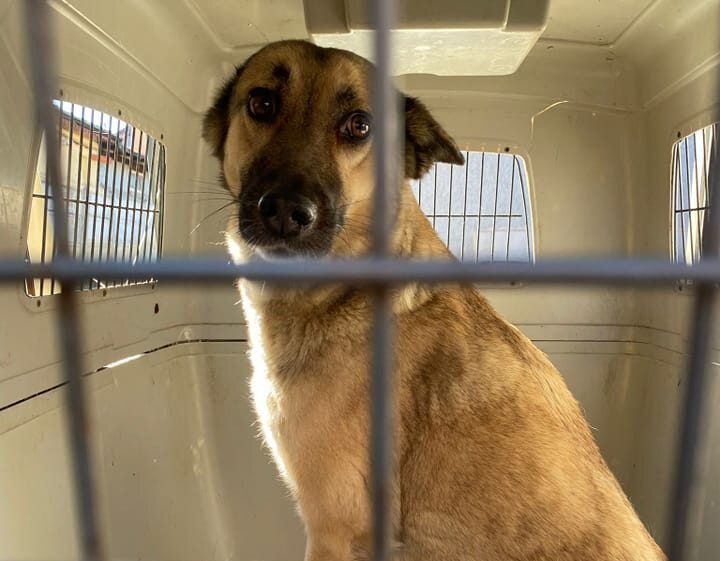 protectia animalelor cj ilfov si olx alaturi de autoritati combat comertul ilegal de animale din online 68a807c626b03