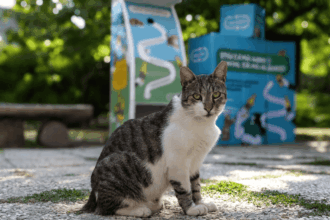 reteaua de automate care elibereaza hrana pentru pisicile fara stapan din bucuresti se extinde prin instalarea a 10 noi unitati cu ajutorul returo 689d679ce9a3c