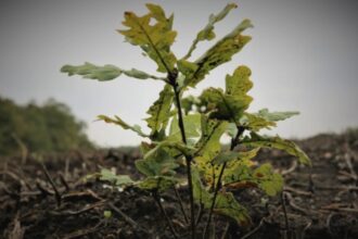 silvicultorii solicita retragerea proiectului care vizeaza reorganizarea romsilva si anunta un protest miercuri la ministerul mediului 68a33119b546a