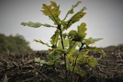 silvicultorii solicita retragerea proiectului care vizeaza reorganizarea romsilva si anunta un protest miercuri la ministerul mediului 68a33119b546a