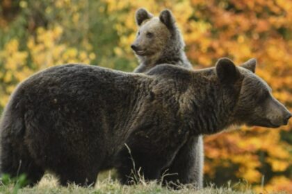 un motociclist de 73 de ani a fost muscat de un urs pe transfagarasan 68aa8ef5a841f