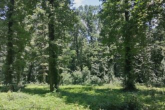 usr bucuresti propune amenzi mai mari si reguli mai clare pentru protectia spatiilor verzi 68b0c1fe92909