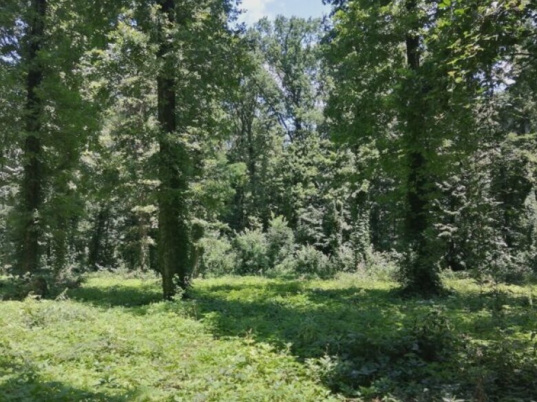 usr bucuresti propune amenzi mai mari si reguli mai clare pentru protectia spatiilor verzi 68b0c1fe92909