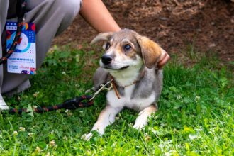 15 catei de la aspa bucuresti se aduna la cafea in dorobanti sa si gaseasca o familie f09f9095 un nou targ de adoptii are loc weekendul viitor 68c43e21e325f