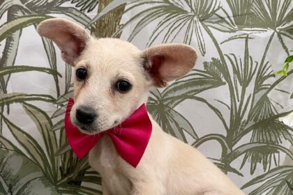 35 de catei isi cauta familii la targul de adoptii aspa sambata la parklake 68b6cee2da98f 1