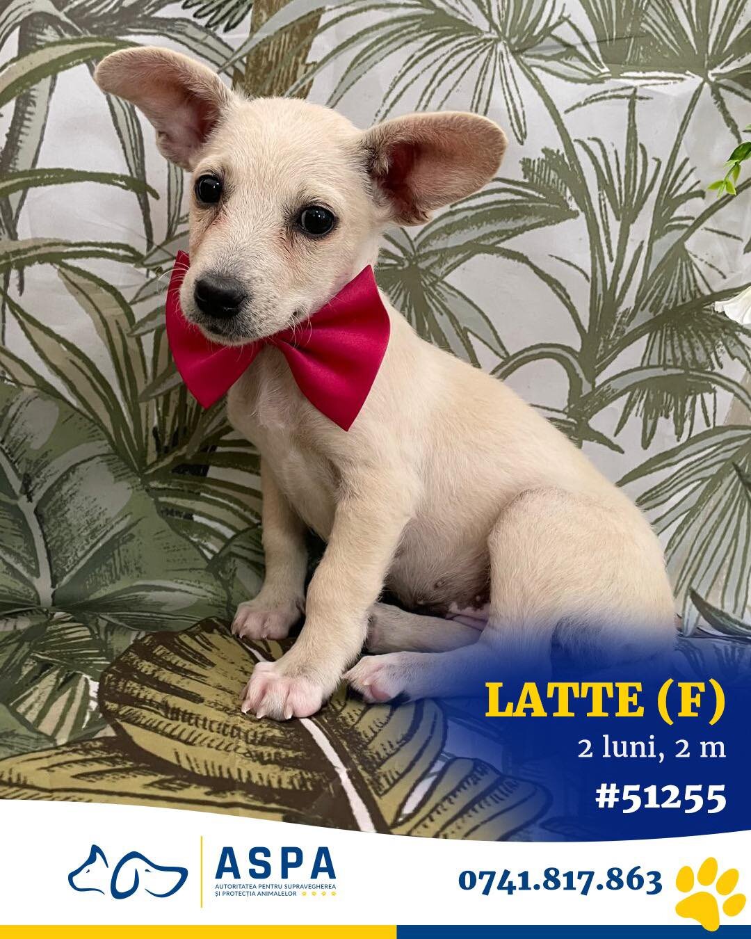 35 de catei isi cauta familii la targul de adoptii aspa sambata la parklake 68b6cee2da98f 1