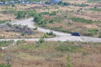 alerta de noi defrisari in parcul ior au fost taiati zeci de puieti de nuc si multi lastari avertizeaza bucurestenii din comunitatea aici a fost o padure 68b997f6bd078