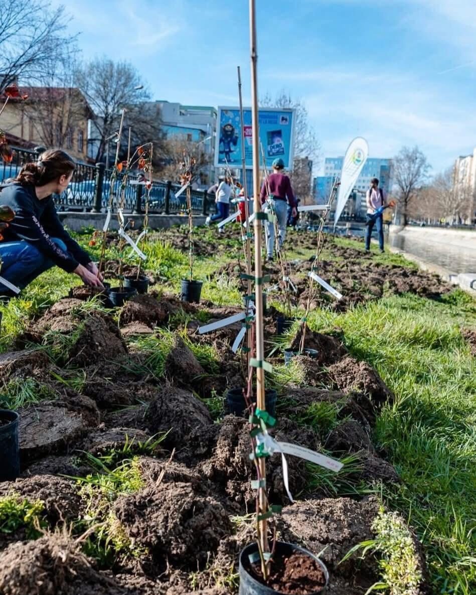 alpab invita bucurestenii la plantat de copaci si flori 68ce3c6b299e5