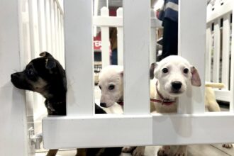 bucurestenii iubitori de animale pot deveni asistenti maternali pentru catei prin programul aspa foster pentru adoptie blanosii pot luati acasa temporar 68dbe1635e77d