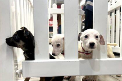 bucurestenii iubitori de animale pot deveni asistenti maternali pentru catei prin programul aspa foster pentru adoptie blanosii pot luati acasa temporar 68dbe1635e77d