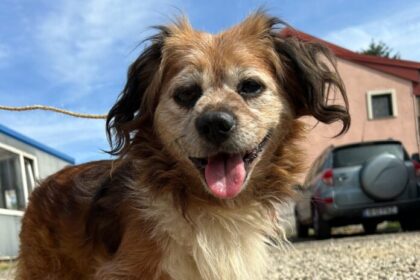 campanie de sterilizari gratuite pentru caini si pisici in bucuresti 68c81c8e497c2