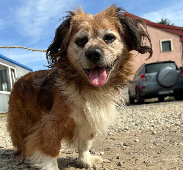 campanie de sterilizari gratuite pentru caini si pisici in bucuresti 68c81c8e497c2