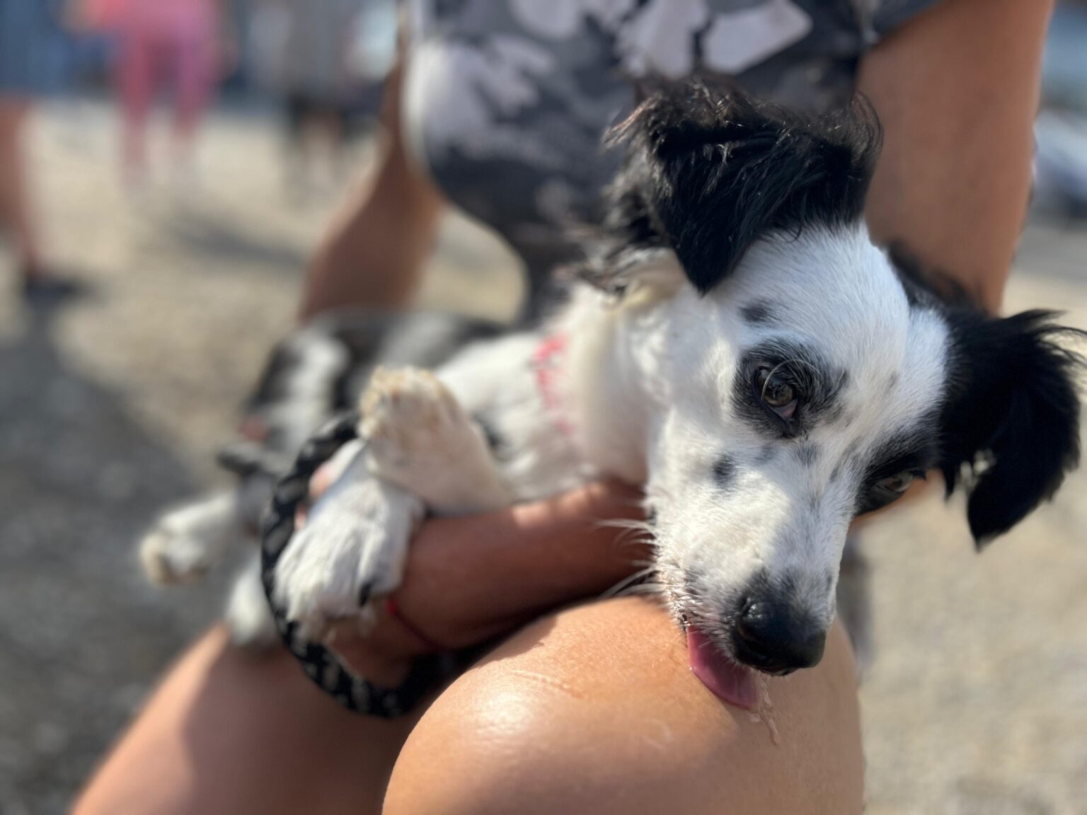 campanie gratuita de sterilizare si microcipare a cainilor de rasa comuna in bucuresti 68d13ae3674f3 1