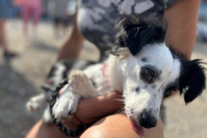 campanie gratuita de sterilizare si microcipare a cainilor de rasa comuna in bucuresti 68d13ae3674f3 1