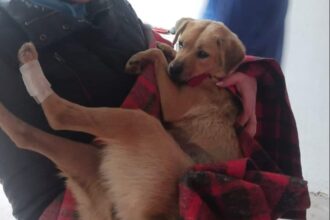 cgmb cainii vor putea fi incredintati spre ingrijire temporara inaintea adoptiei 68dbc233a5d5f