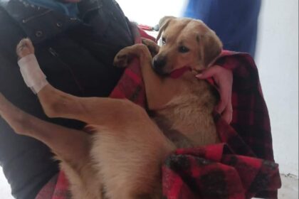 cgmb cainii vor putea fi incredintati spre ingrijire temporara inaintea adoptiei 68dbc233a5d5f