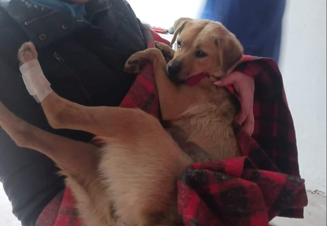 cgmb cainii vor putea fi incredintati spre ingrijire temporara inaintea adoptiei 68dbc233a5d5f