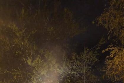 dezinsectie timp de o luna impotriva insectelor daunatoare in bucuresti 68c3a96de835f