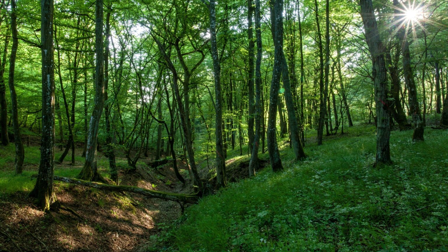 esential cresc amenzile pentru taierile ilegale de copaci in capitala pmb lanseaza in dezbatere publica un proiect de hotarare pentru protejarea spatiilor verzi 68c2ca520a6ba