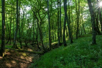 esential cresc amenzile pentru taierile ilegale de copaci in capitala pmb lanseaza in dezbatere publica un proiect de hotarare pentru protejarea spatiilor verzi 68c2ca520a6ba