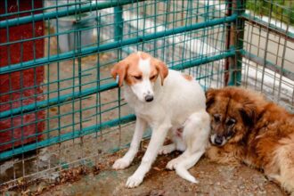 federatia nationala pentru protectia animalelor dupa 25 de ani de esec autoritatile recunosc ca sterilizarea este singura solutie eficienta pentru cainii fara stapan 68d51de162a96