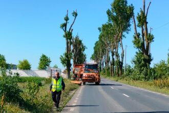 ilfov actiuni sustinute de cosire si erbicidare a ambroziei derulate din mai pana in prezent 68b6d263a3434