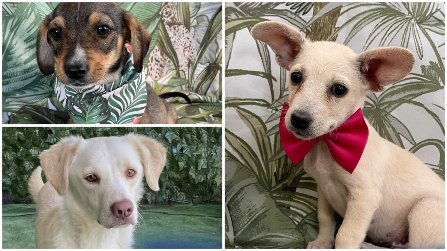 marele targ de adoptii de catei si pisici e in weekend la park lake aspa vine la mall cu 35 de blanosi si 20 de mate si motani 68b6e75578bd3