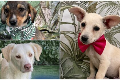 marele targ de adoptii de catei si pisici e in weekend la park lake aspa vine la mall cu 35 de blanosi si 20 de mate si motani 68b6e75578bd3