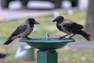 marti canicula in bucuresti 35 de grade si disconfort termic ridicat anunta anm 68b57b9161ad4