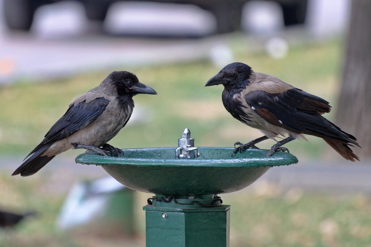 marti canicula in bucuresti 35 de grade si disconfort termic ridicat anunta anm 68b57b9161ad4