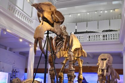 prima harta dedicata muzeelor si caselor memoriale din bucuresti f09f97baefb88f cuprinde peste 60 de institutii culturale si are informatii despre program si adrese 68d696cd200ea