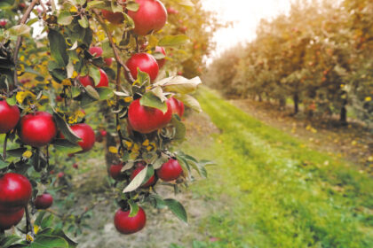 prognoza meteo pe doua saptamani vreme frumoasa si calduroasa cand se anunta o racire si ce sanse de ploaie exista 68bec25a24188