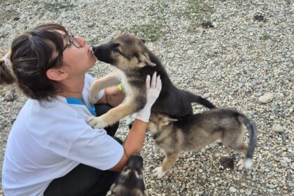 protectia animalelor cj ilfov organizeaza castrari si microcipari gratuite in pantelimon 30 septembrie 68d3d5b84810e