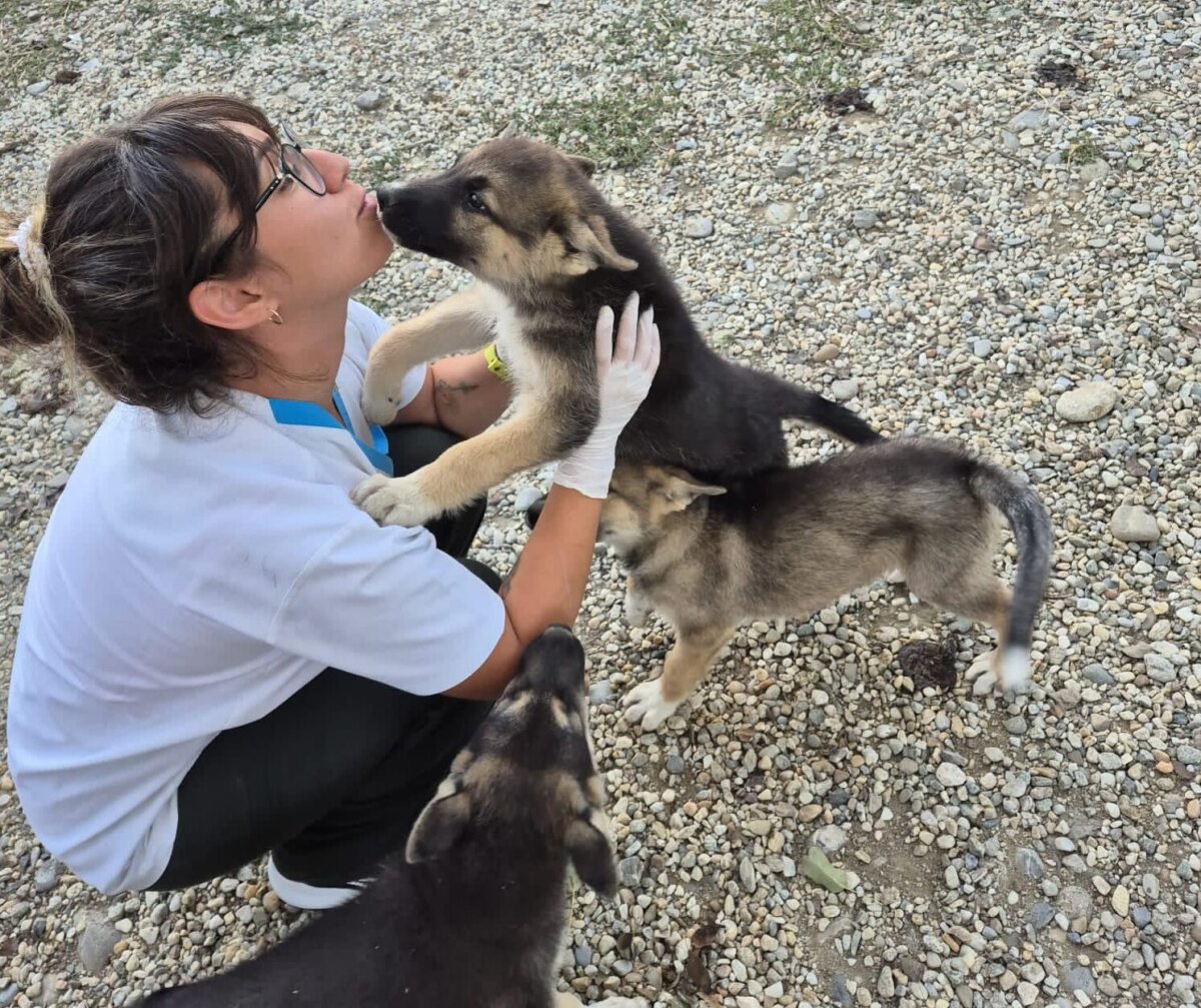 protectia animalelor cj ilfov organizeaza castrari si microcipari gratuite in pantelimon 30 septembrie 68d3d5b84810e