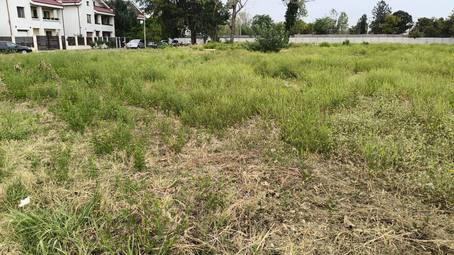 sectorul 5 amenzi de 36 000 de lei pentru terenuri invadate de ambrozie 68c1806faf5c9