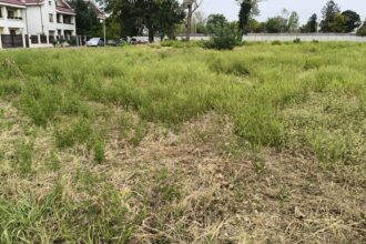 sectorul 5 amenzi de 36 000 de lei pentru terenuri invadate de ambrozie 68c1806faf5c9