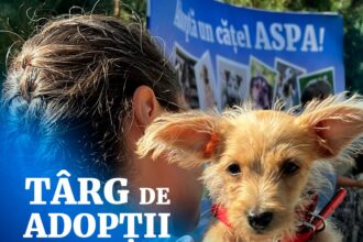 targ de adoptii de caini la tucano coffee romania dorobanti pe 20 septembrie 68bfbc3209a1e